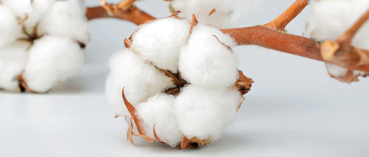 Why Organic Cotton Matters: A Softer Touch for You & The Planet